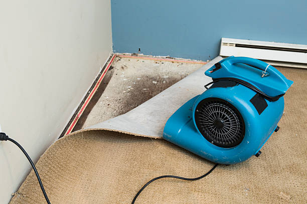 Best Mold removal after water damage  in Elk Grove, CA